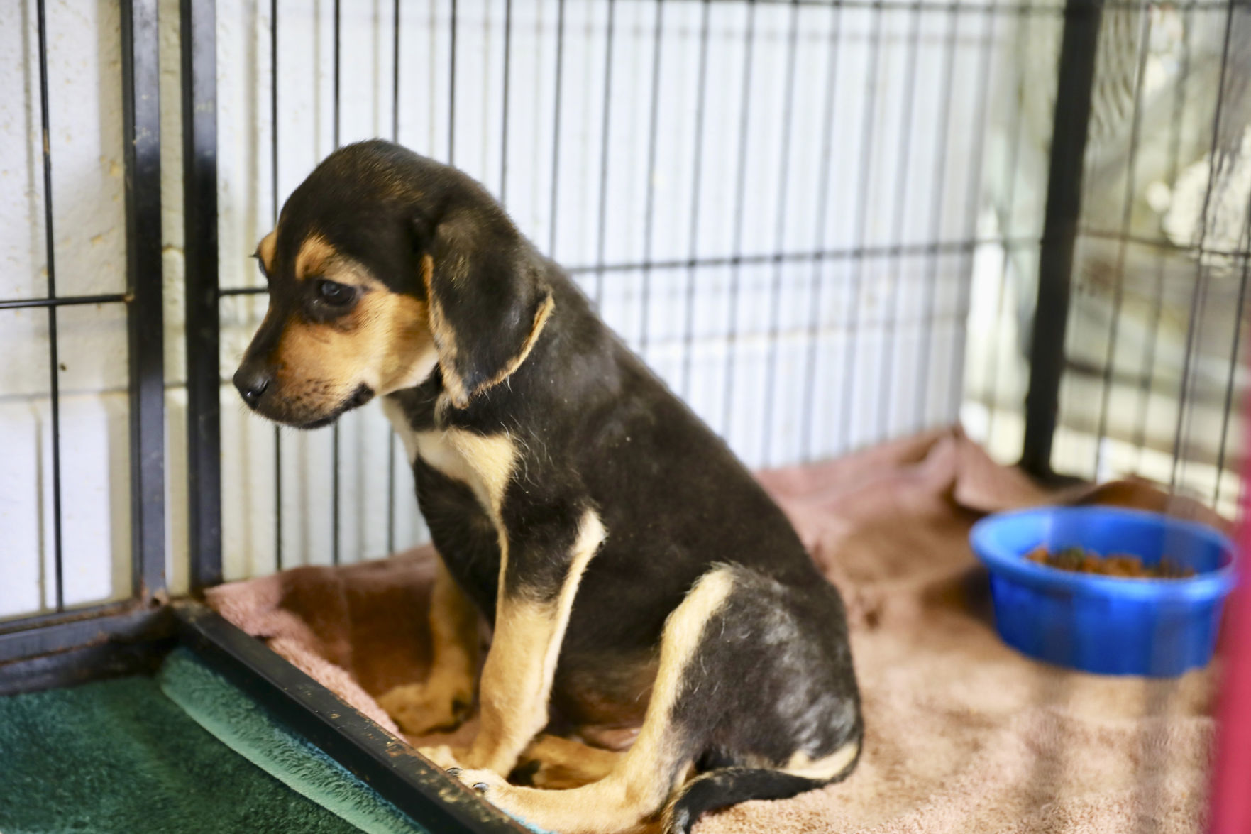 Orangeburg County Animal Shelter